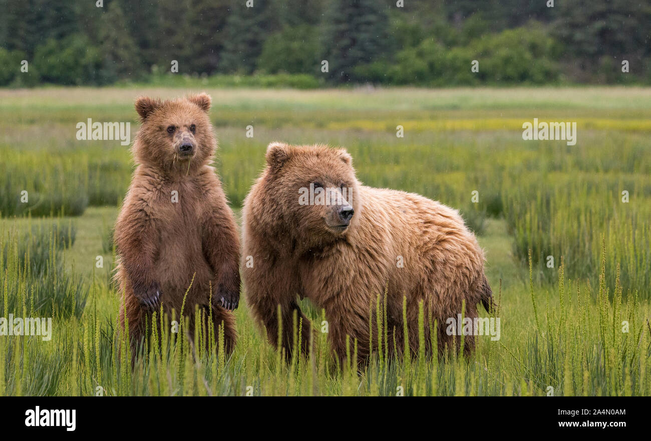 Bären auf Wiese Stockfoto
