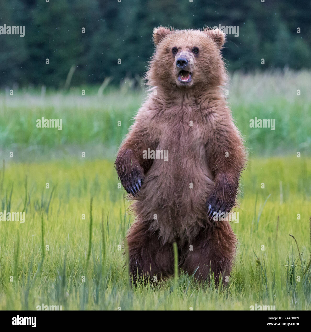 Junge Bären auf Wiese Stockfoto