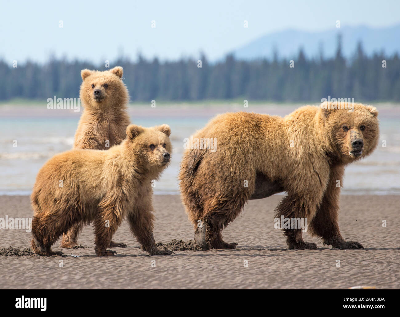 Junge Bären mit Mutter Stockfoto