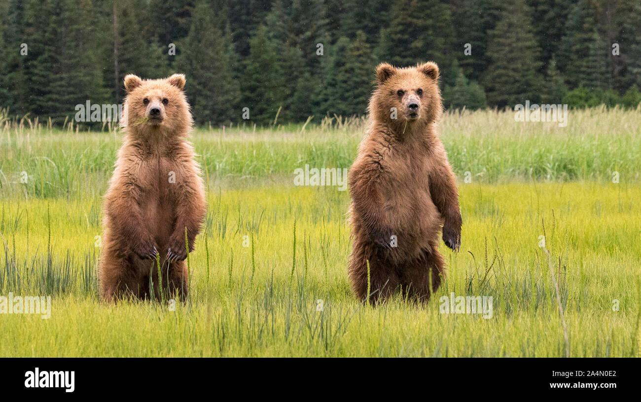 Junge Bären auf der Wiese Stockfoto
