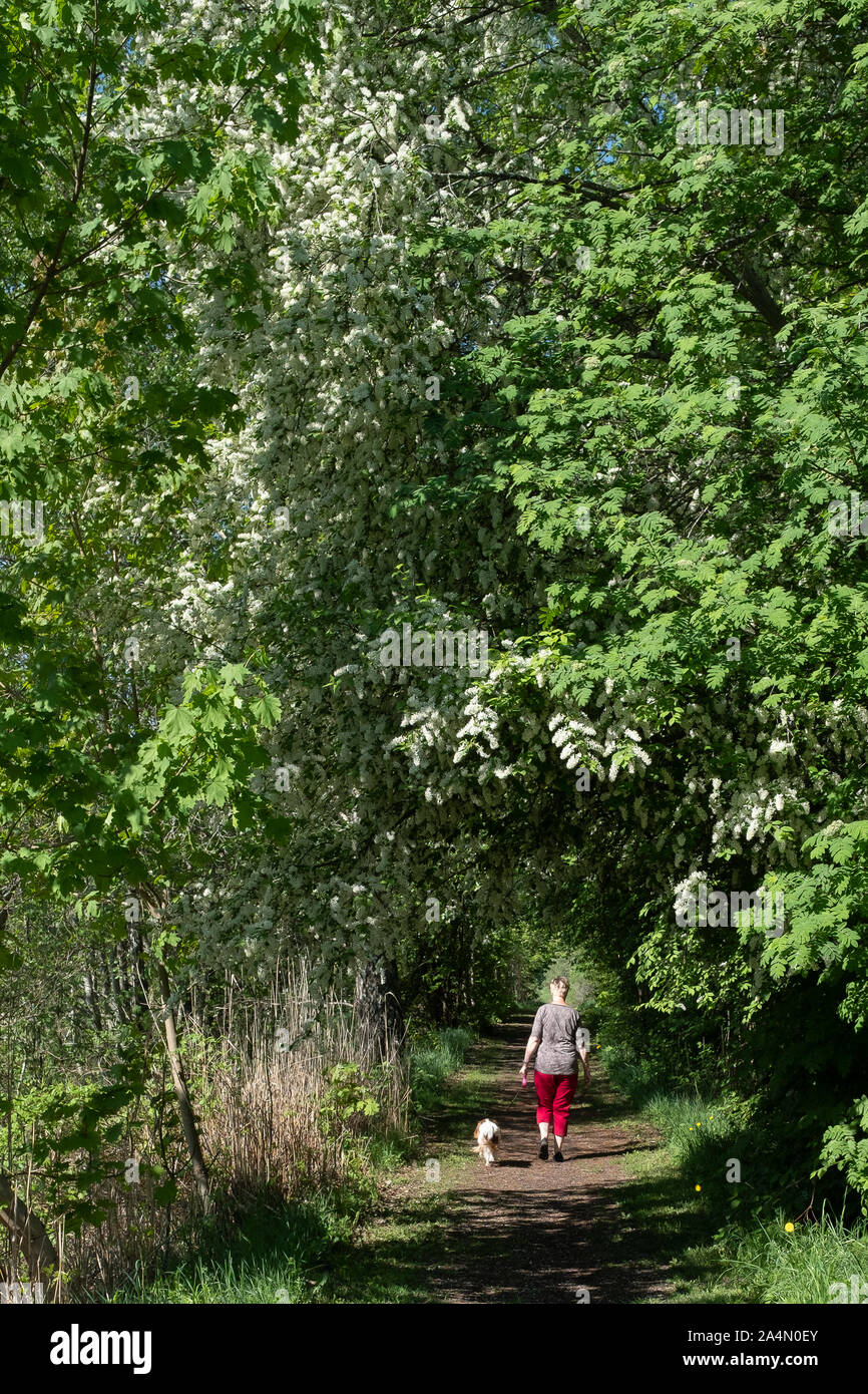 Frau wandern Hund durch Wald Stockfoto