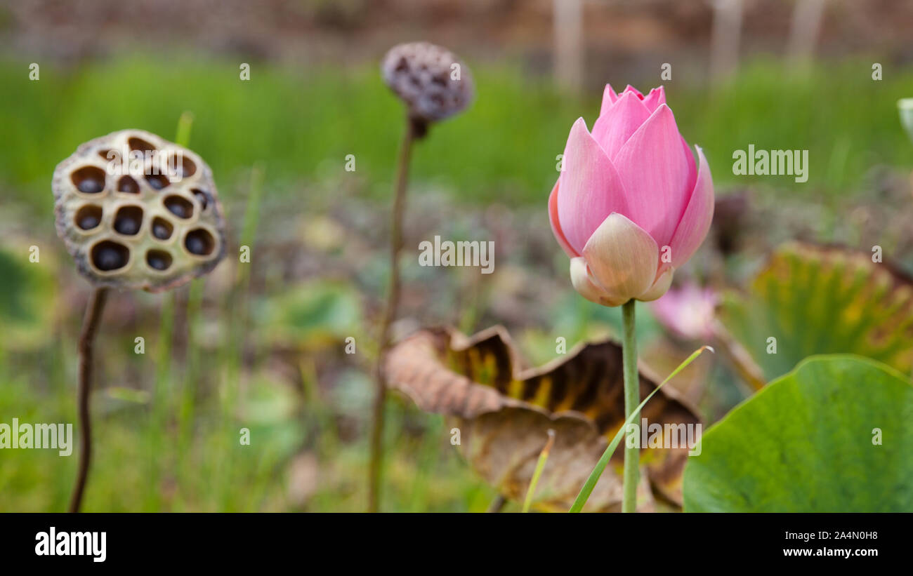 Lotus Bud und reif Lotus Samen. Lotus Flower. Schöne rosa Lotus Blume blühen. Rosa Blume, Nahaufnahme. Stockfoto