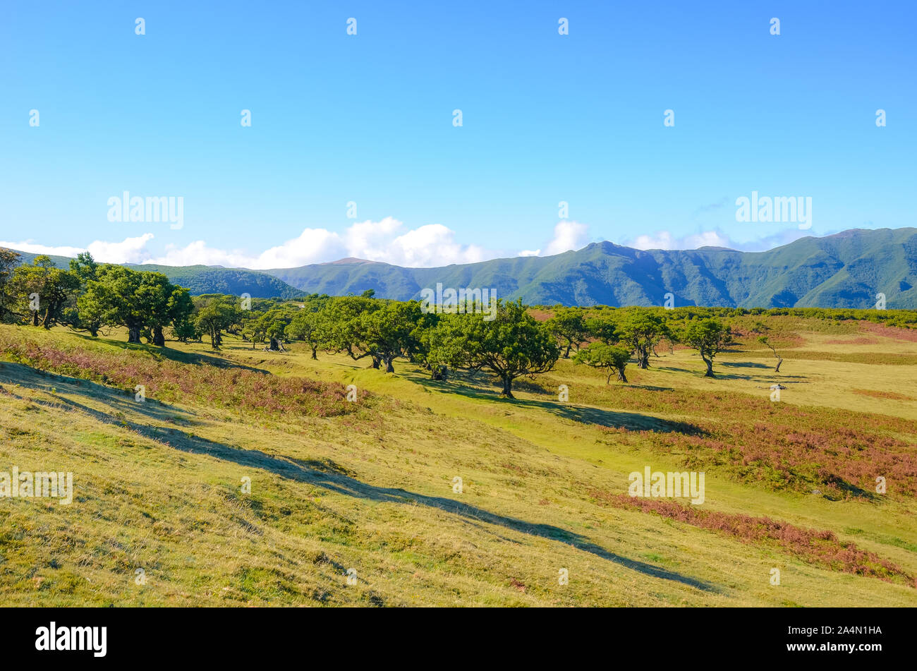 Erstaunlich portugiesische Landschaft in Fanal, Madeira. Alten Lorbeerbäumen mit Hügeln im Hintergrund. Die bedarfsschätzung Laurisilva ist ein natürliches Erbe. Paul da Serra, Hochplateau. Lorbeerwald. Stockfoto