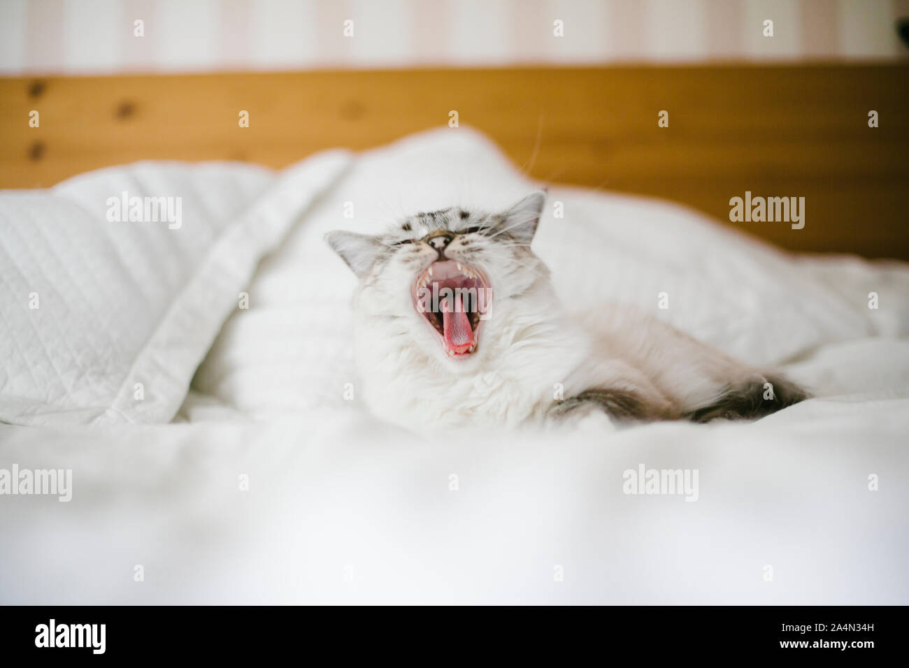 Katze, Gähnen Stockfoto