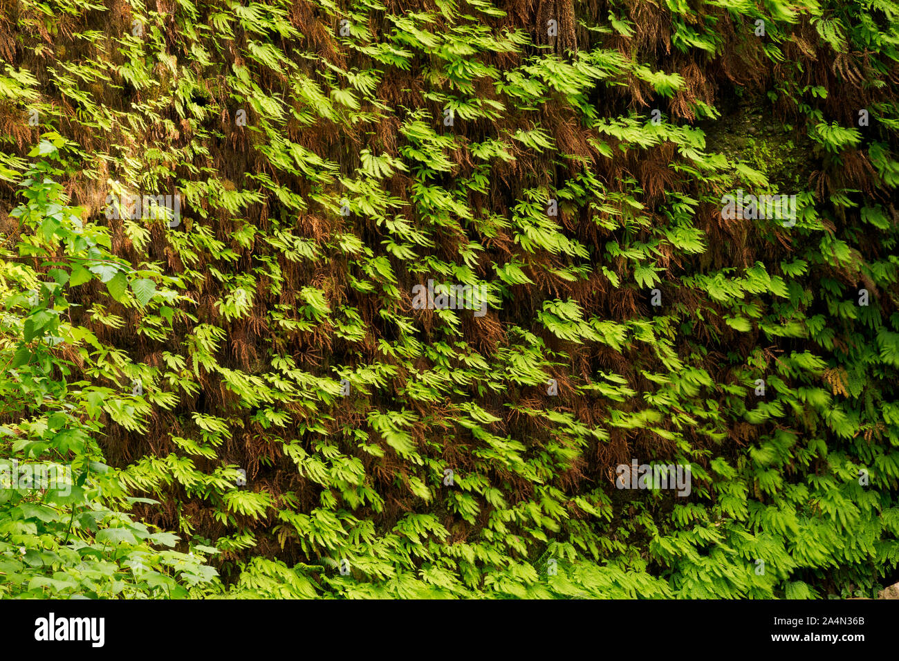 CA 03651-00 ... Kalifornien - Farne wachsen auf die steilen Wände der Farn Schlucht im Prairie Creek Redwoods State Park. Stockfoto
