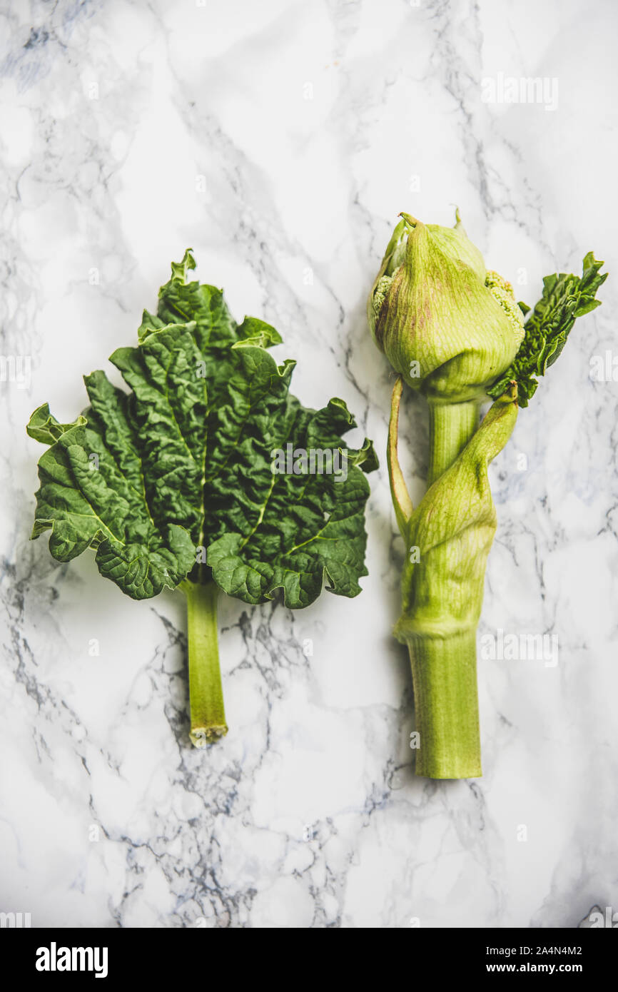 Blatt und Bud auf Marmor Hintergrund Stockfoto