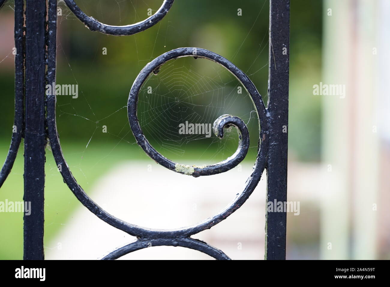 Nasse Spiderweb auf einem eisernen Tor Stockfoto