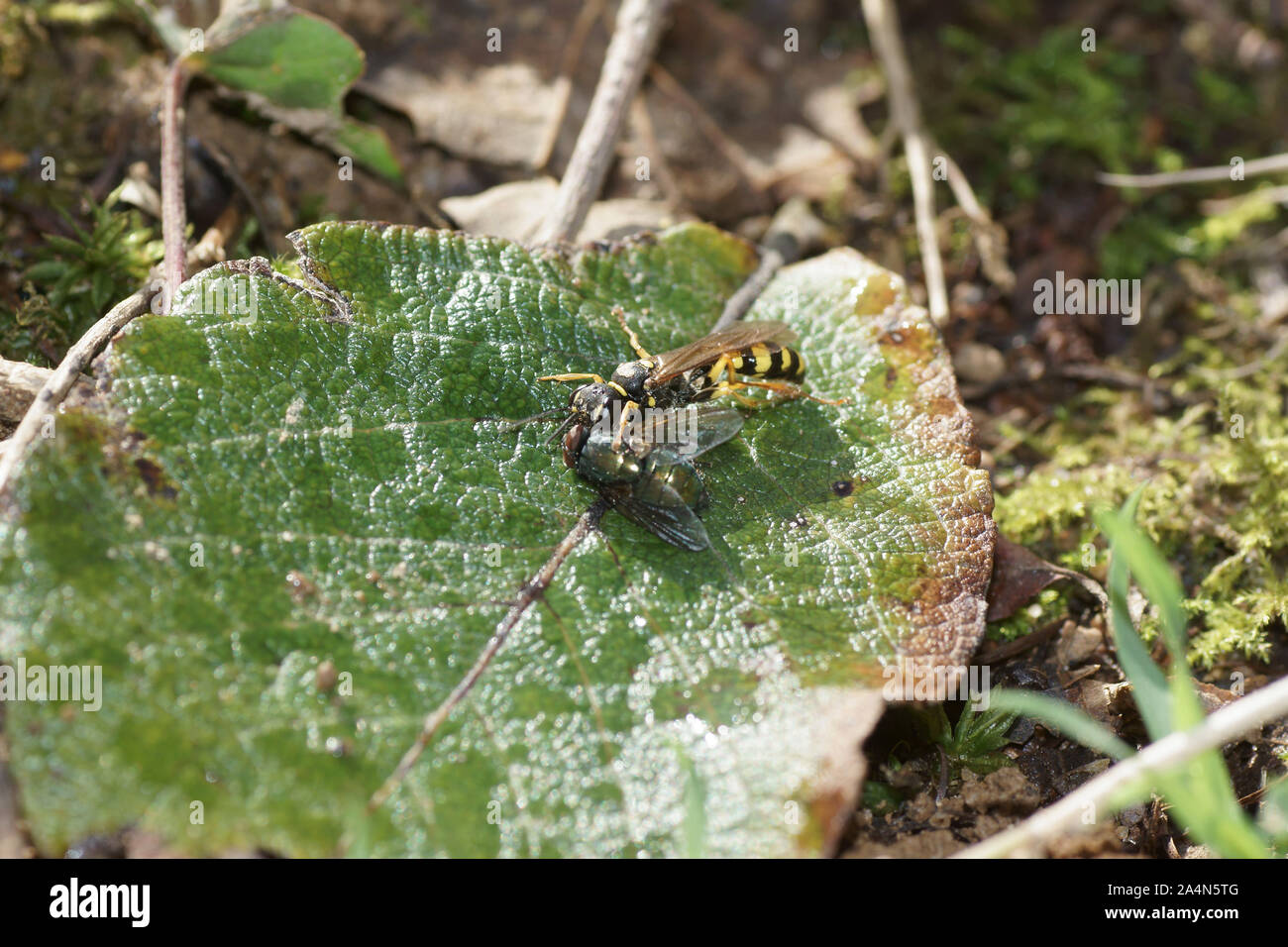 Mellinus arvensis (Feld digger - Wespe) mit Greenbottle Beute Stockfoto