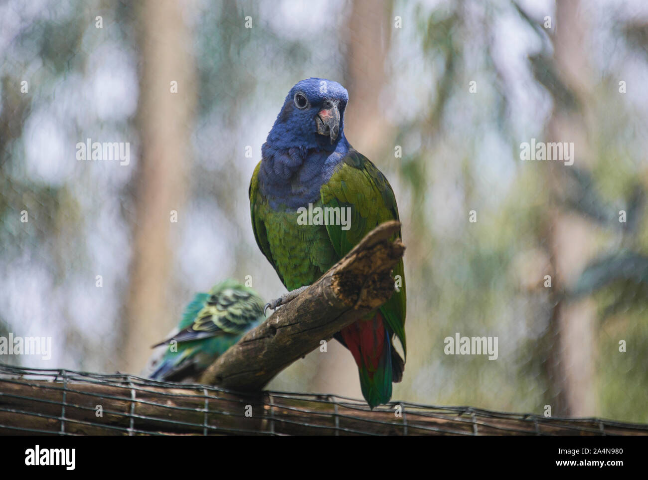 Blue-headed Papageien Am Leckstein, Pionus menstruus, Cuenca, Ecuador Stockfoto