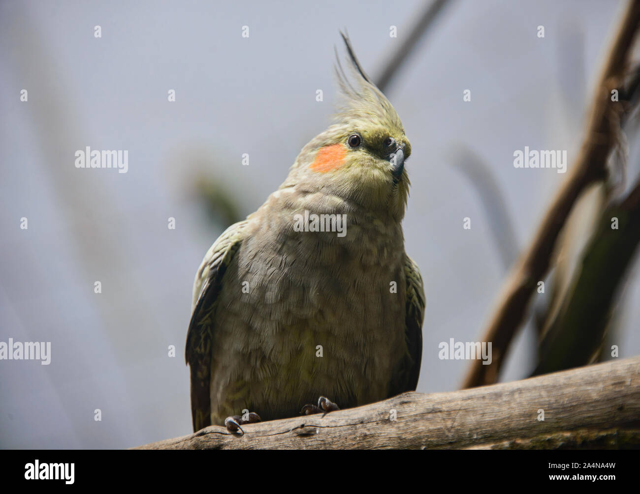 Nymphensittich (Nymphicus hollandicus) am Amaru Biopark, Cuenca, Ecuador Stockfoto