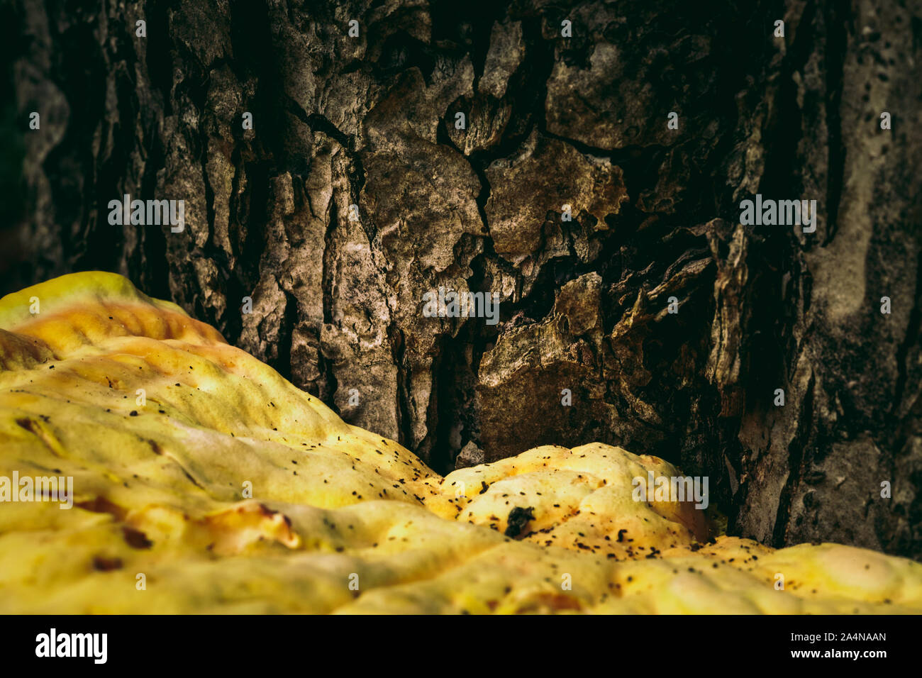 Wild Mushroom auf einem Baum. gelbe Farbe Stockfoto