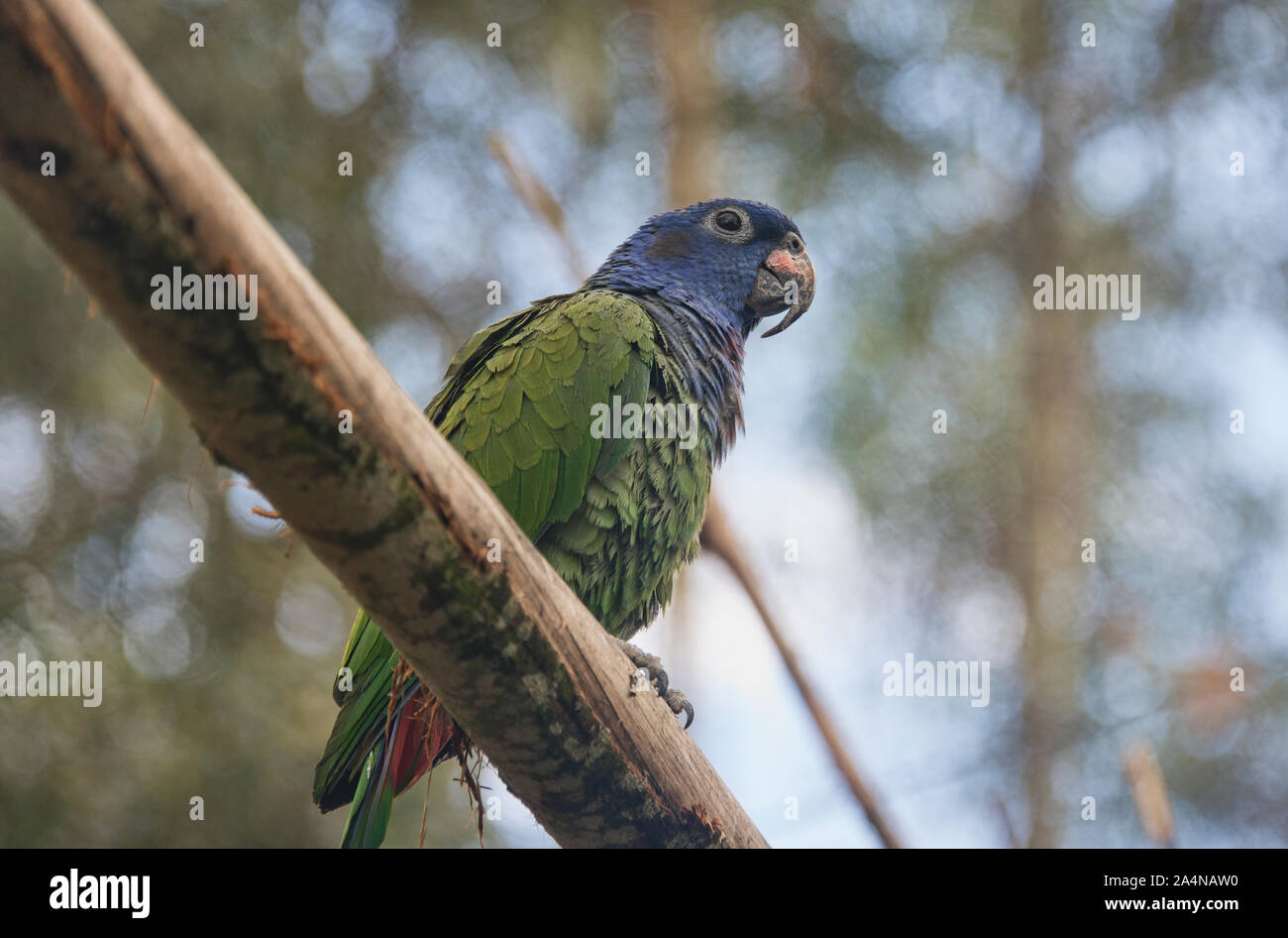 Blue-headed Parrot (Pionus Menstruus), Cuenca, Ecuador Stockfoto