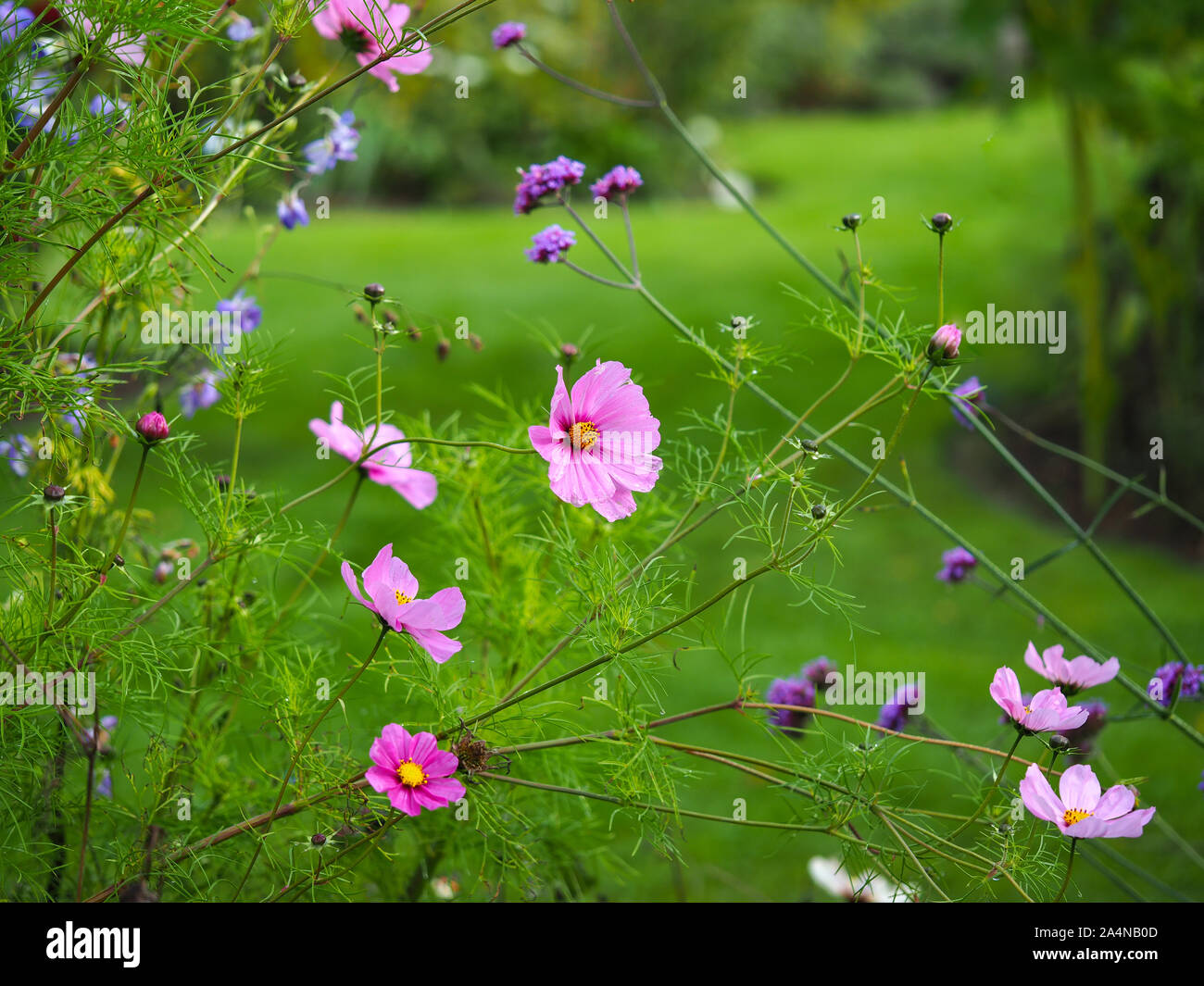 Pretty Pink Cosmos Blumen und lila Eisenkraut im Sommergarten Stockfoto
