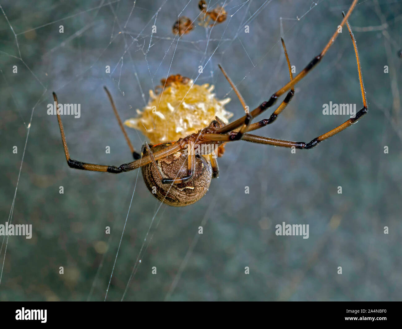 Makroaufnahme eines weiblichen Braun Witwe Spinne, Latrodectus geometricus, hängen von Ihrer Website mit der Identifizierung mit Plateausohle ei Sack im Hintergrund sichtbar. Stockfoto