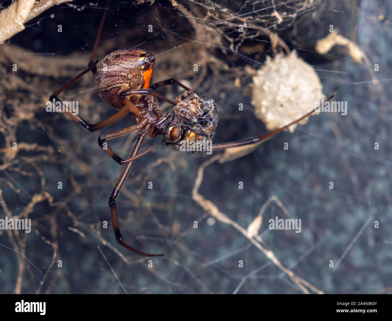 Makroaufnahme eines weiblichen Braun Witwe Spinne, Latrodectus geometricus, mit Fliege Beute los Wrapped in Silk. Stockfoto