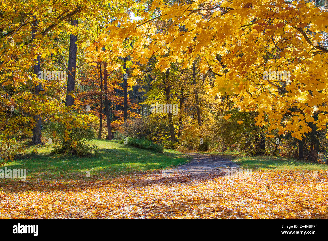 Wunderbare Herbst Landschaft mit schönen gelben und orangefarbenen Bäume Stockfoto