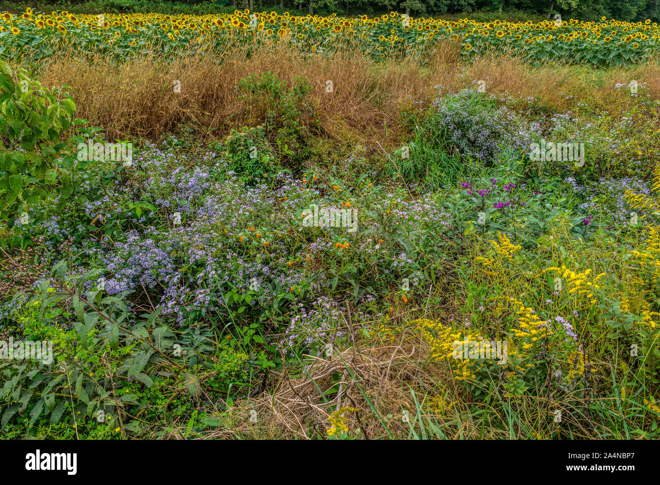 Hohe Gräser und bunten wildflowers in einem Feld mit Sonnenblumen blühen im Hintergrund im Laufe des Tages im Herbst Stockfoto