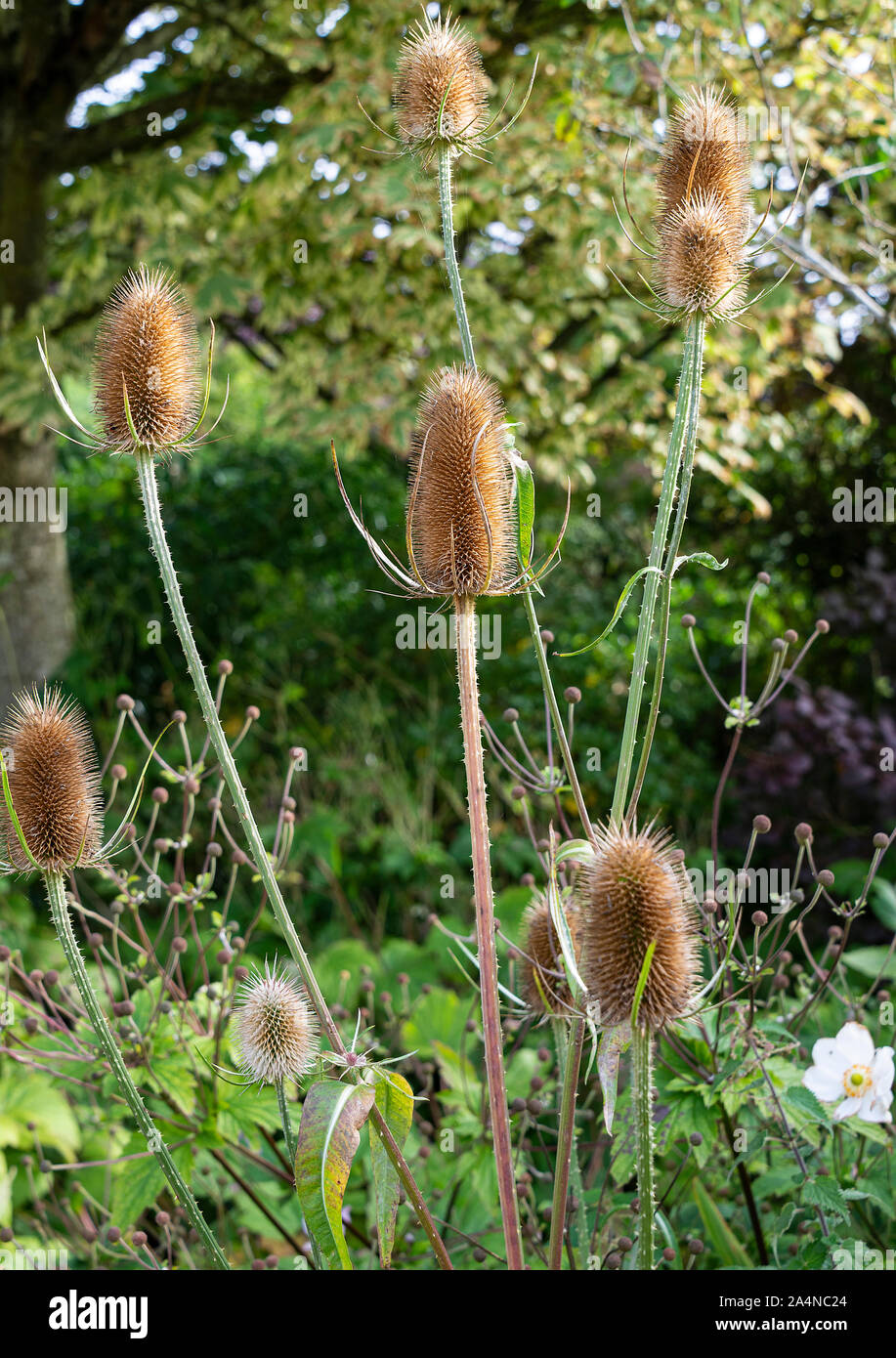 Eine aufrechte Teasel-Anlage mit braunen Prickly Flower Heads in a Garden in Sawdon North Yorkshire England Großbritannien Stockfoto
