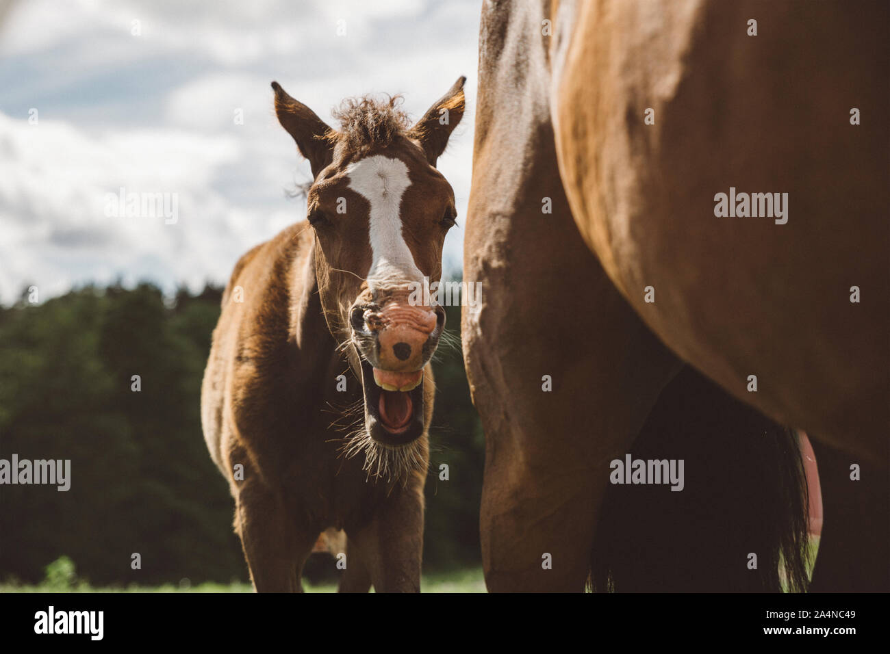 Zwei Pferde Stockfoto