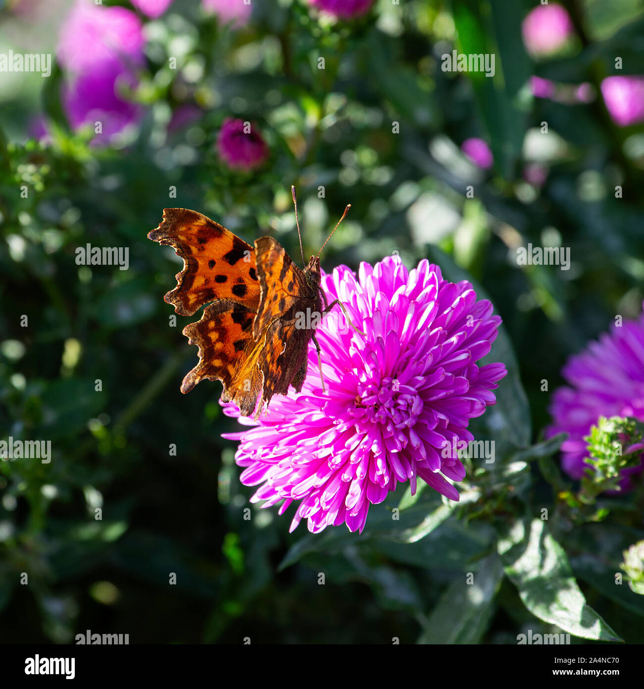 Ein wunderschöner Komma Schmetterling, der auf Nectar auf einer purply pinken Chrysanthemumblume in einem Garten in Sawdon North Yorkshire England Großbritannien füttert Stockfoto