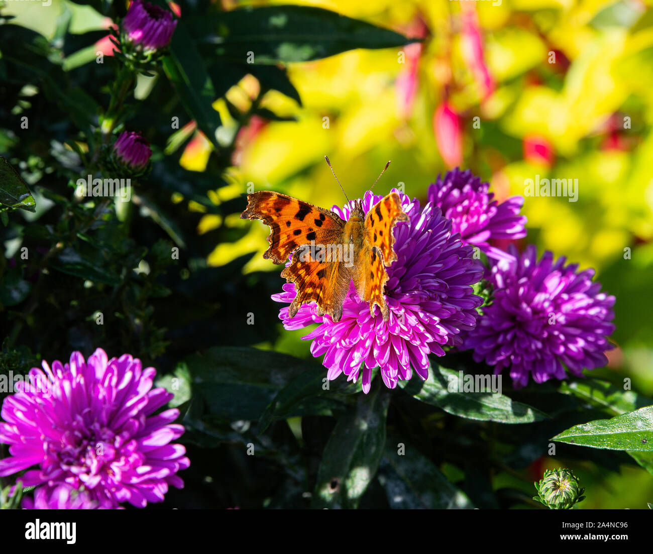 Ein wunderschöner Komma Schmetterling, der auf Nectar auf einer purply pinken Chrysanthemumblume in einem Garten in Sawdon North Yorkshire England Großbritannien füttert Stockfoto