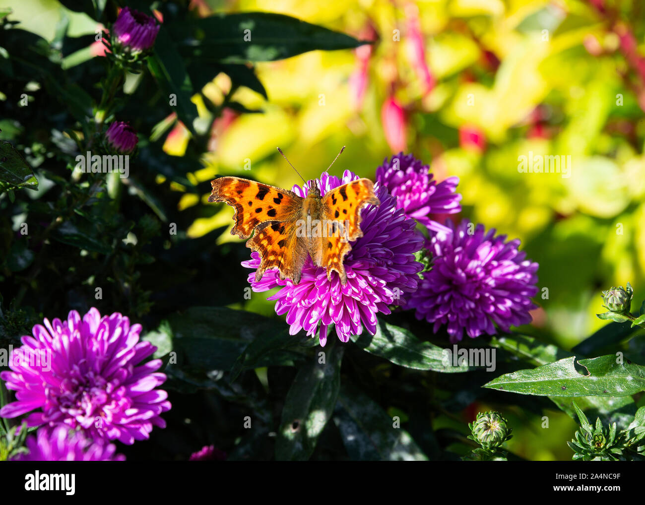 Ein wunderschöner Komma Schmetterling, der auf Nectar auf einer purply pinken Chrysanthemumblume in einem Garten in Sawdon North Yorkshire England Großbritannien füttert Stockfoto