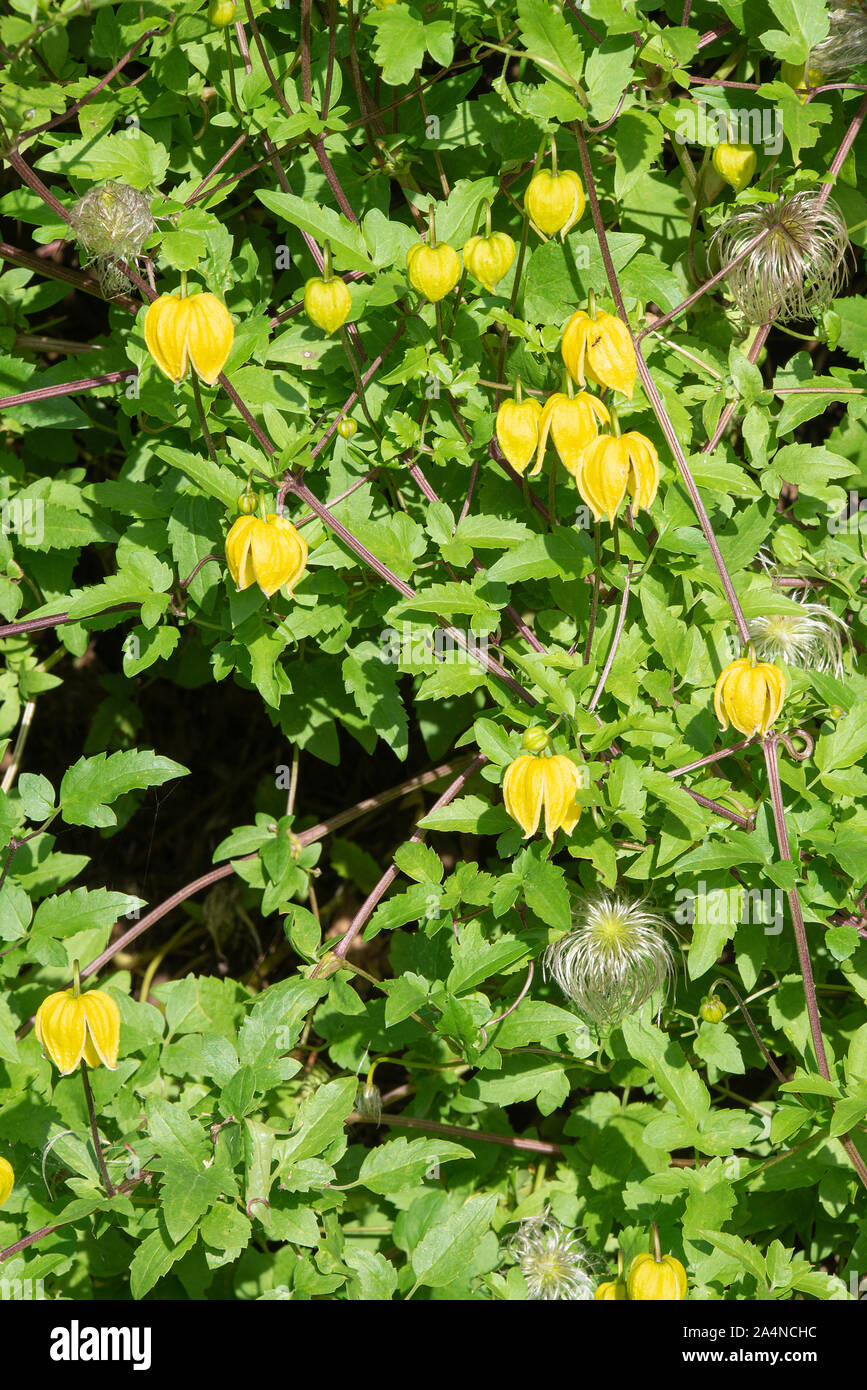 Schöne leuchtend gelbe Glocken-ähnliche Clematis Blumen Bill MacKenzie in einem Garten in Sawdon North Yorkshire England Großbritannien Stockfoto