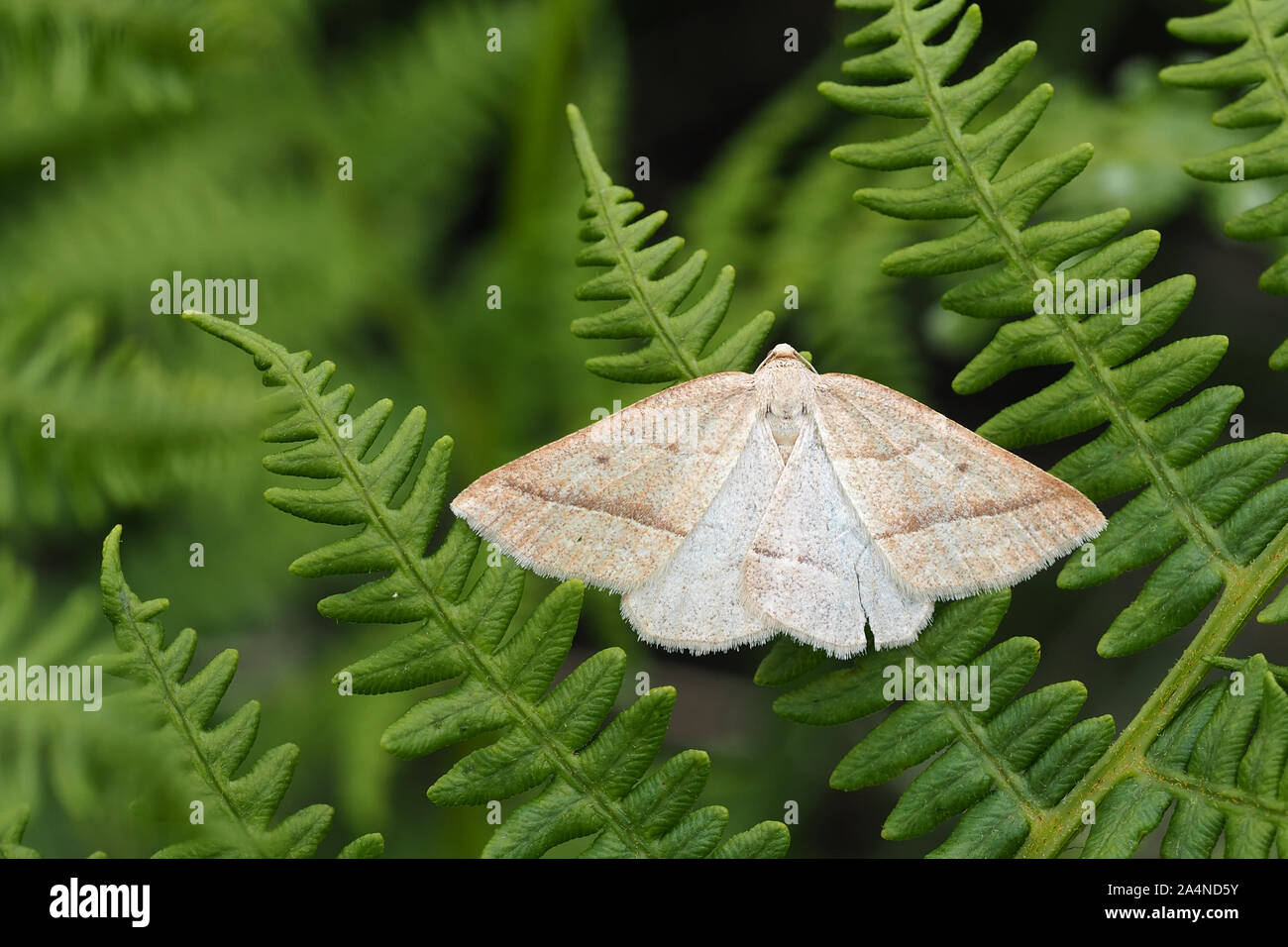 Brown Silver Line Motte (Petrophora chlorosata) auf Fern thront. Tipperary, Irland Stockfoto