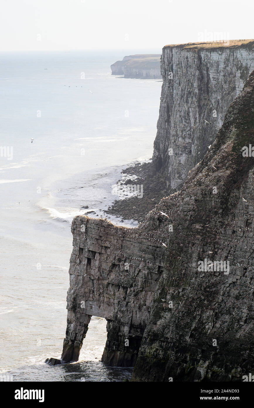 Die Schönen Bempton Limestone Cliffs an der North Yorkshire Coast in der Nähe von Bridlington Yorkshire England Großbritannien Stockfoto