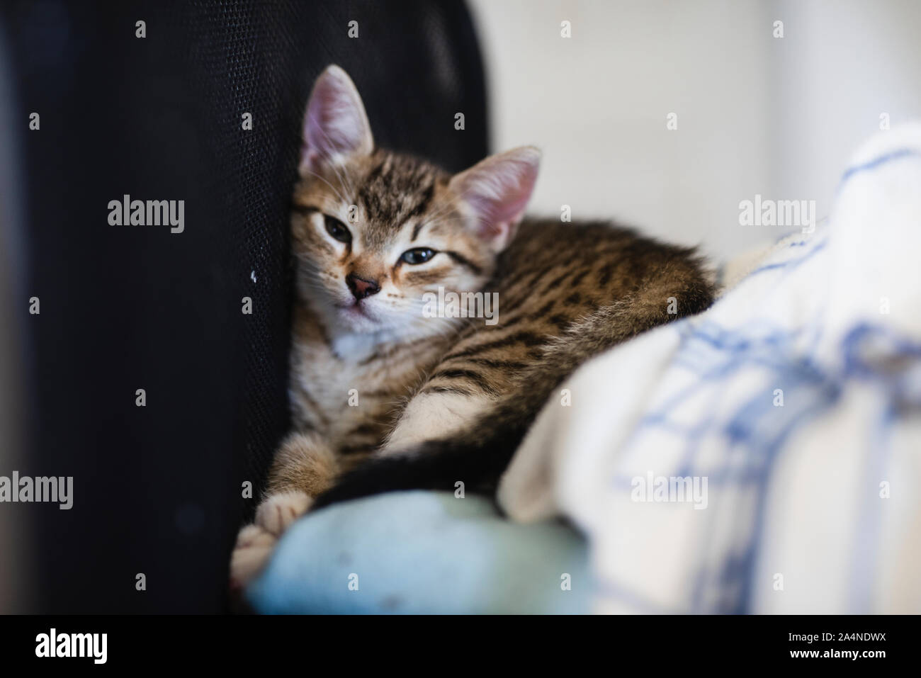 Kleine Kätzchen vor dem nap Stockfoto