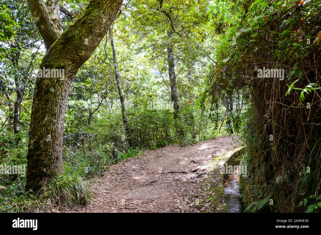 Wanderweg im Wald während der Levada dos Balcoes Trail in Madeira, Portugal. Das Bewässerungssystem Kanal mit einem Strom von Wasser. Grüne Bäume um den Weg. Wandern in den Wald. Stockfoto