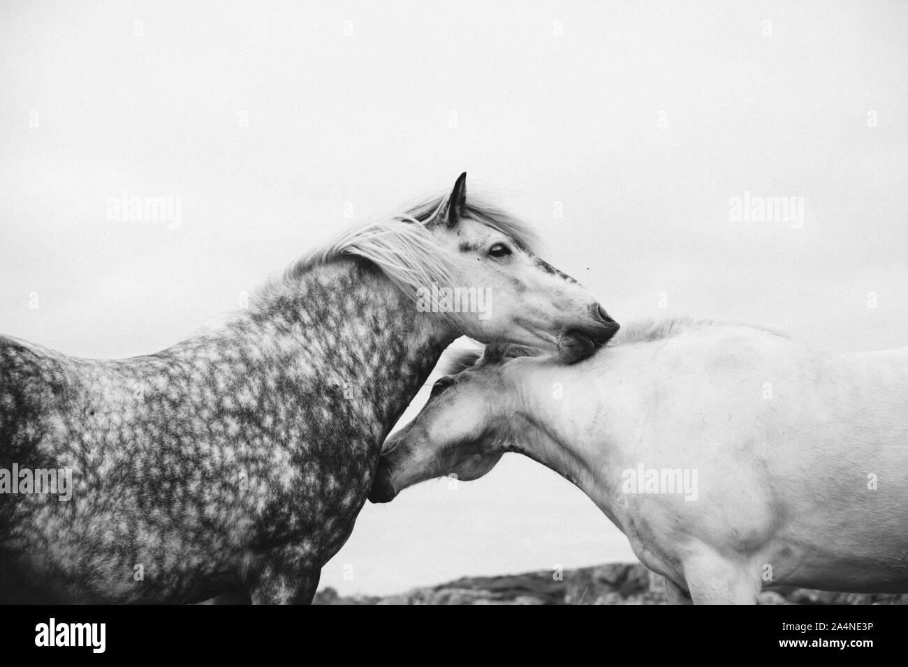 Zwei Pferde Paarung Stockfoto