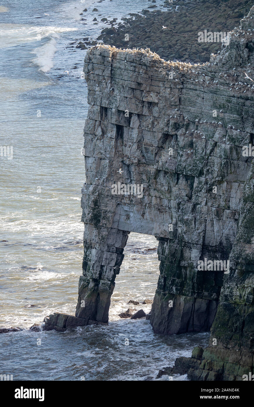 Die Schönen Bempton Limestone Cliffs an der North Yorkshire Coast in der Nähe von Bridlington Yorkshire England Großbritannien Stockfoto