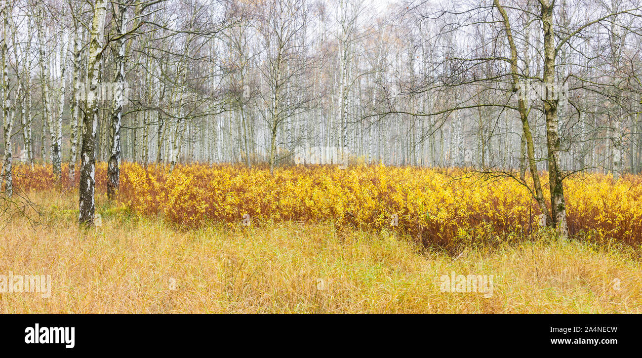 Birkenwald im Herbst Stockfoto