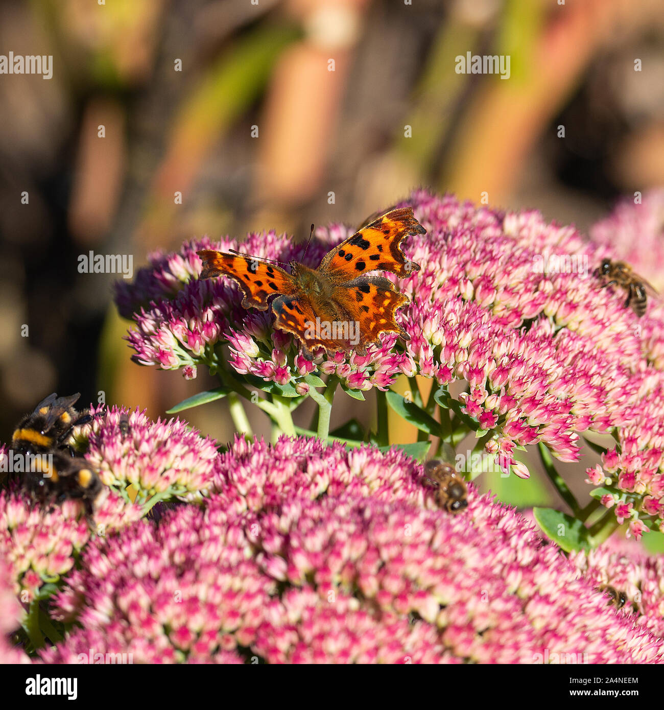Ein wunderschöner Komma Schmetterling und Bienen, die sich von einer großen Pink Sedum Bloom Herbstfreude in einem Garten in Sawdon North Yorkshire England Großbritannien ernähren Stockfoto