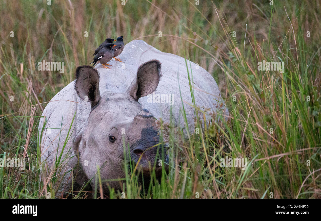 Rhinoceros mit Vögeln Stockfoto