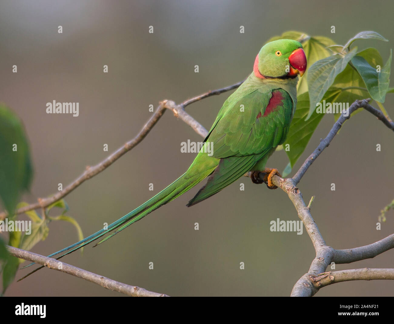 Grüner Papagei auf AST hocken Stockfoto