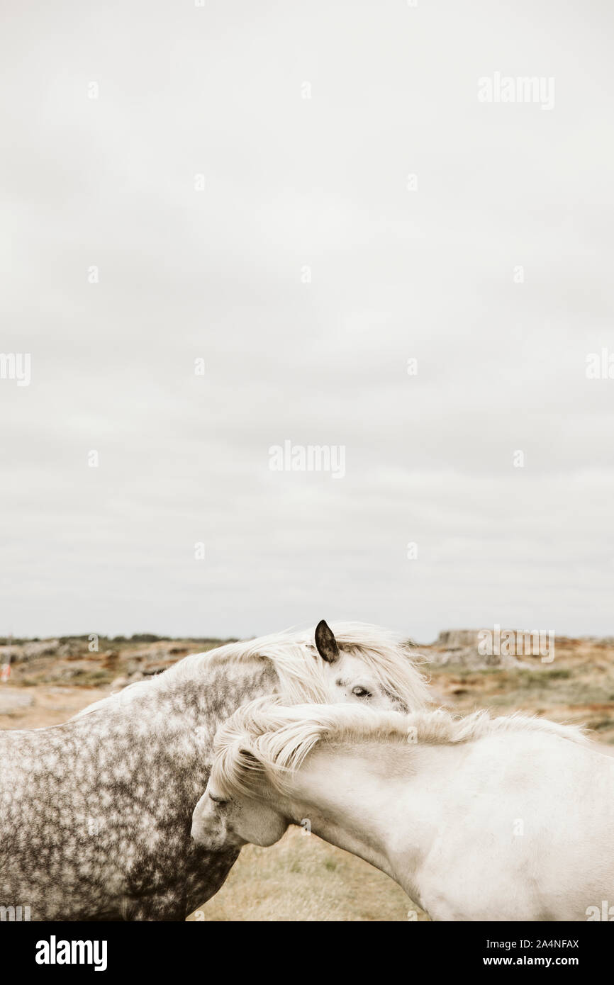 Zwei Pferde auf der Küste Stockfoto