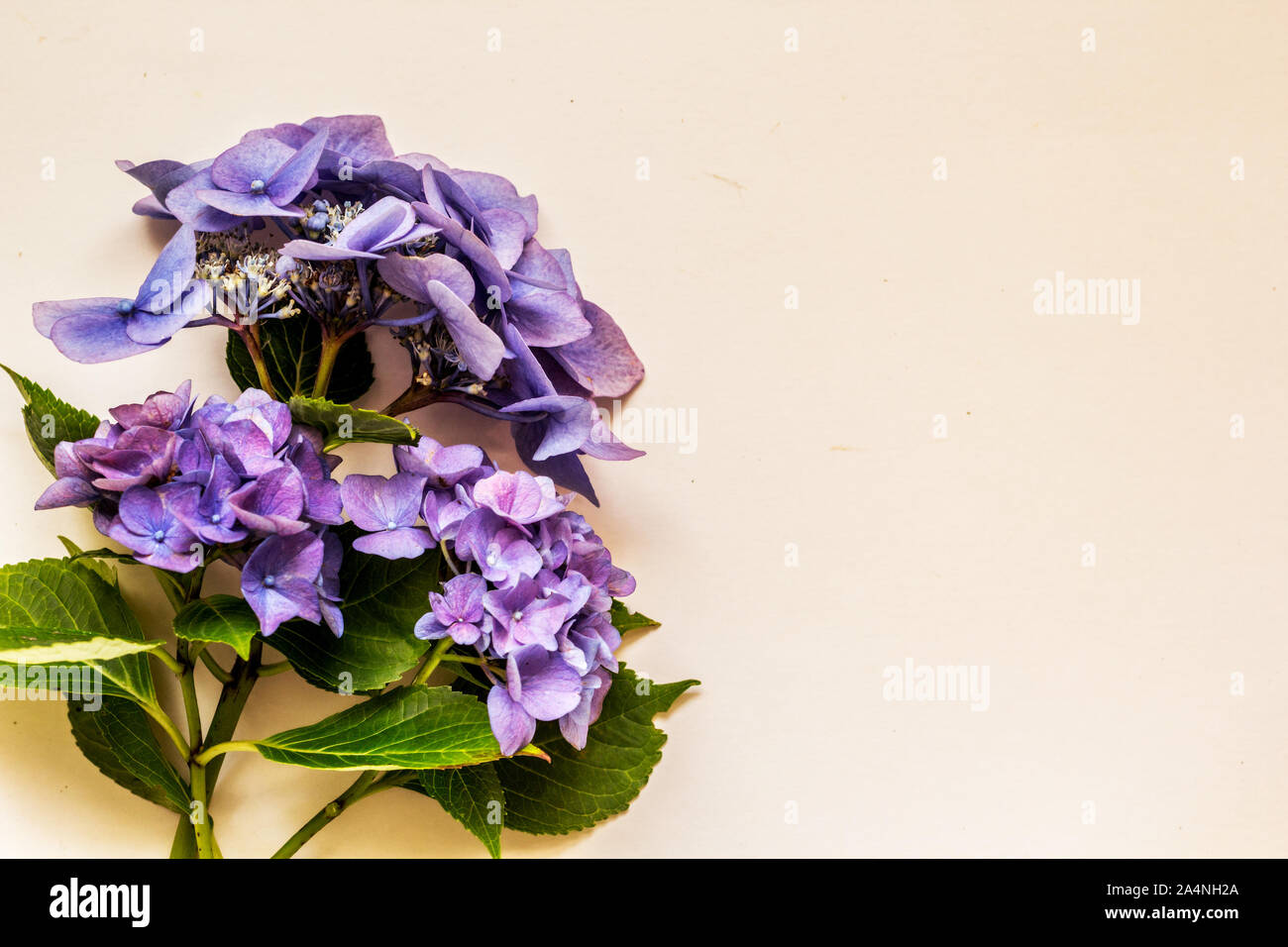 Schöne Blaue Hortensie Blumen auf rosa Hintergrund Nahaufnahme Stockfoto