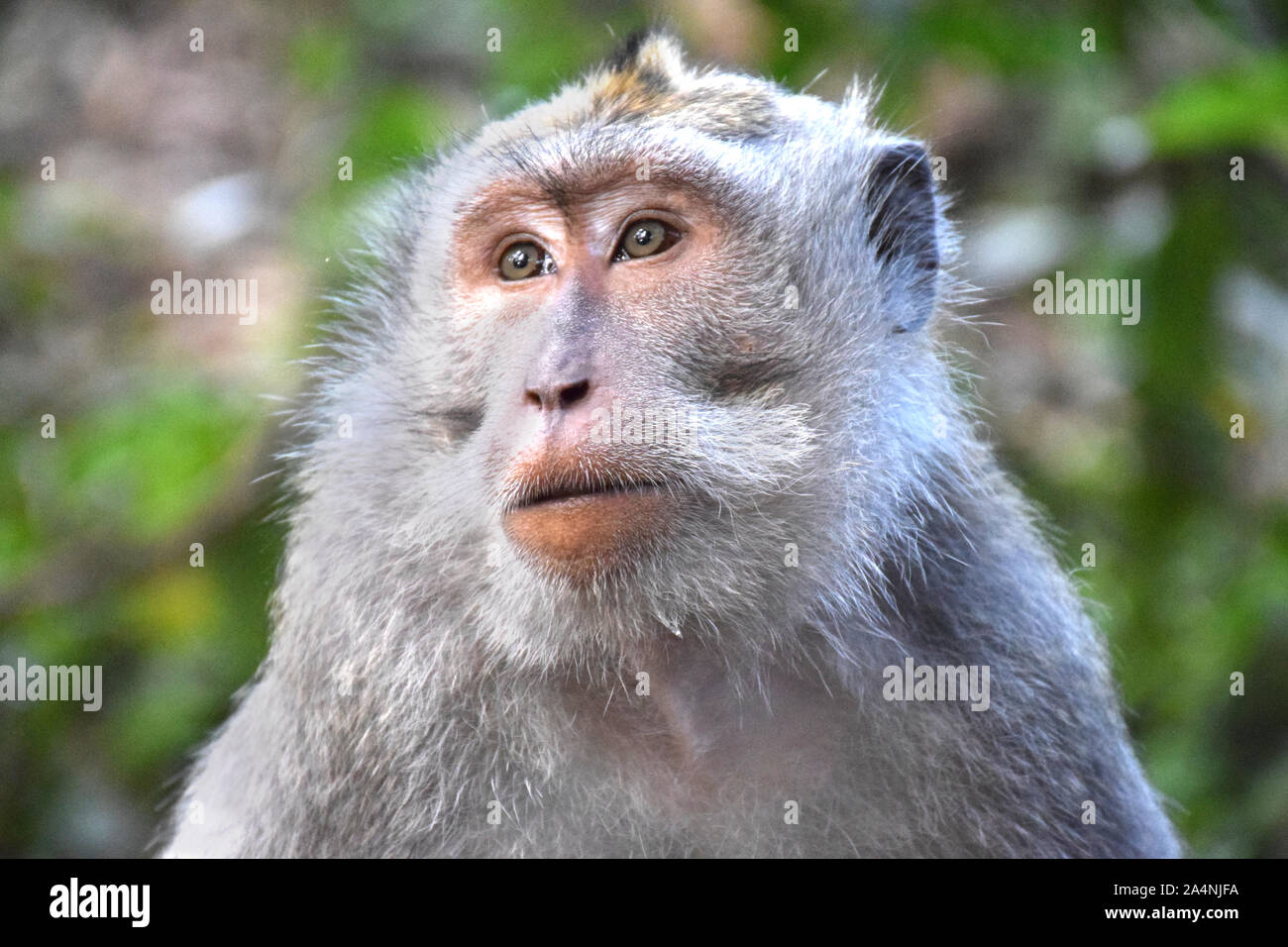 Ein Porträt von einem Affen in den Heiligen Affenwald in Ubud - Bali/Indonesien. Stockfoto