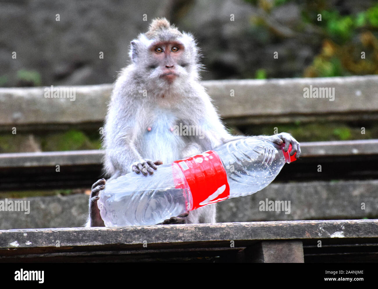 Ein Affe in der Heiligen Affenwald in Ubud - Bali/Indonesien. Der Affe ist im Besitz einer Plastikwasserflasche, weg von einer der Touristen geworfen. Stockfoto