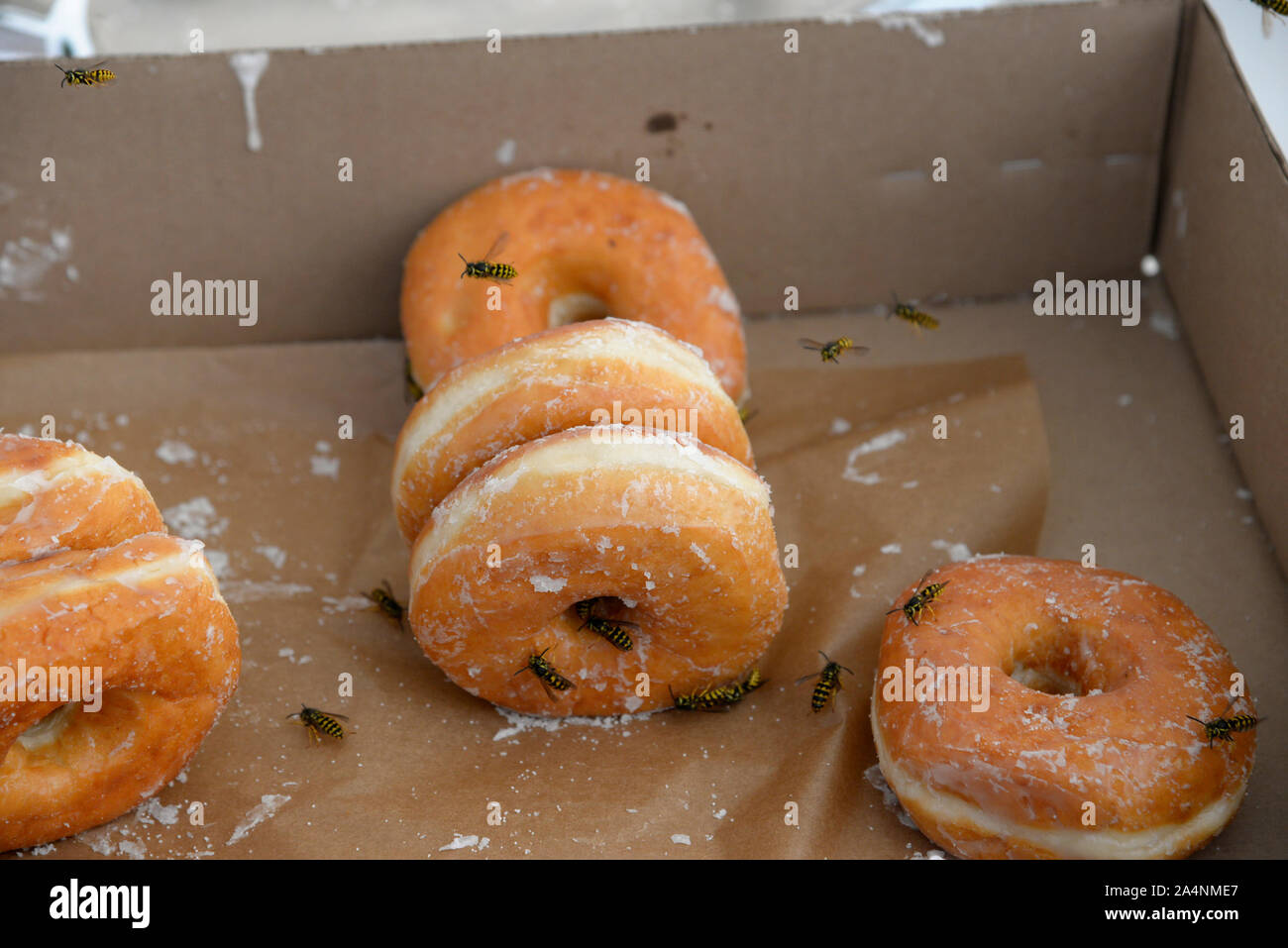 Wespen füttern auf eine Schachtel Donuts, British Columbia, Kanada. Stockfoto