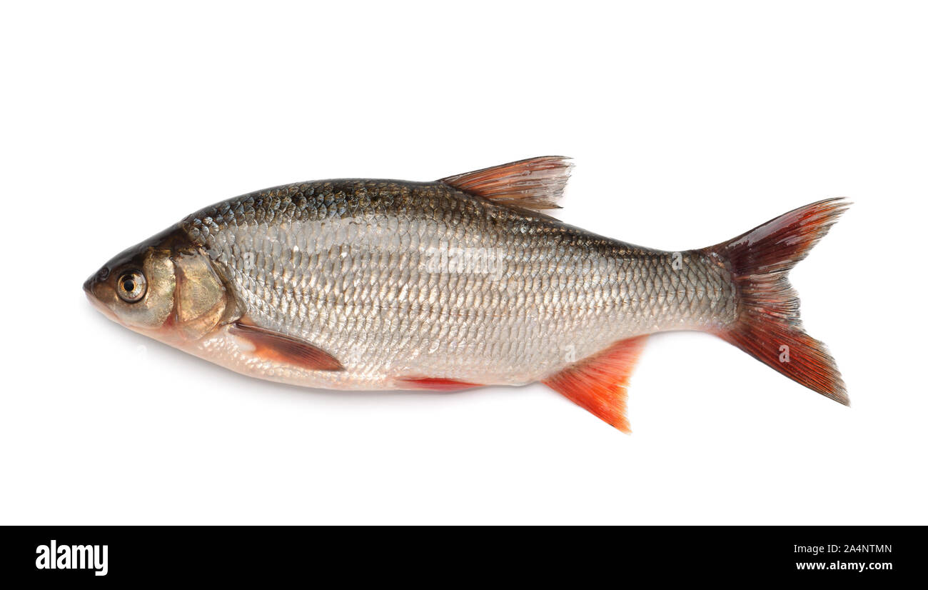 Seitenansicht des ide-Fisch isoliert auf weißem Stockfoto