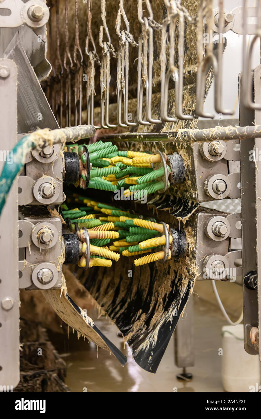 Putzfedern von den Hühnern, Industriemaschine im Schlachthof Stockfoto
