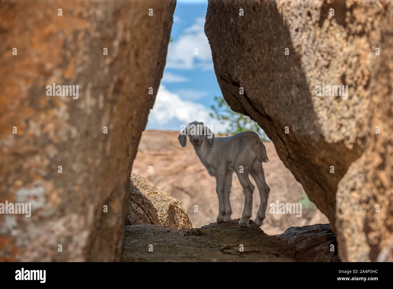 Baby Ziege zwischen zwei Felsen in eine felsige Formation in einem Hügel in Botsuana Stockfoto