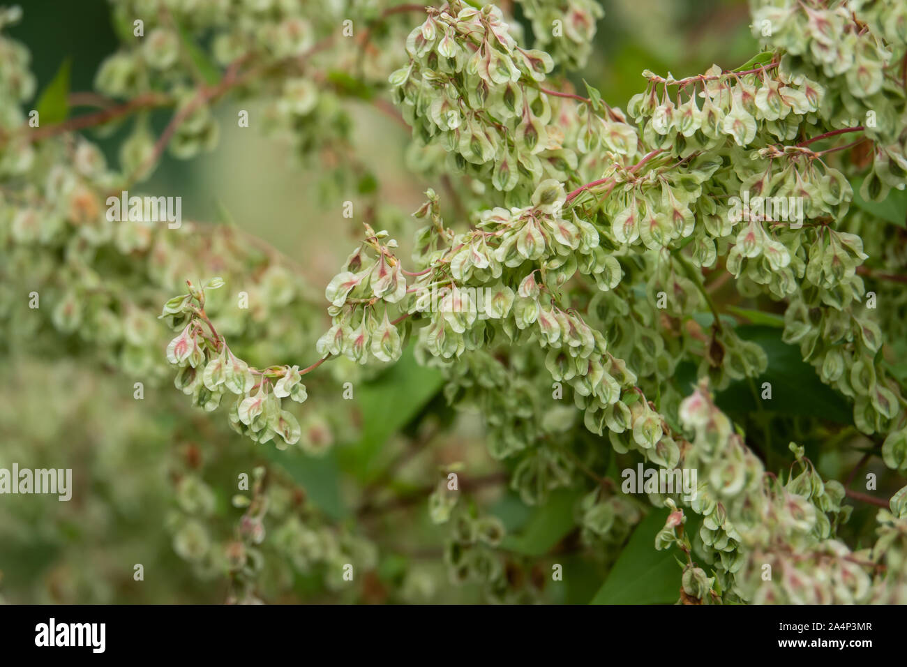 Schwarz Bindweed Früchte im Sommer Stockfoto