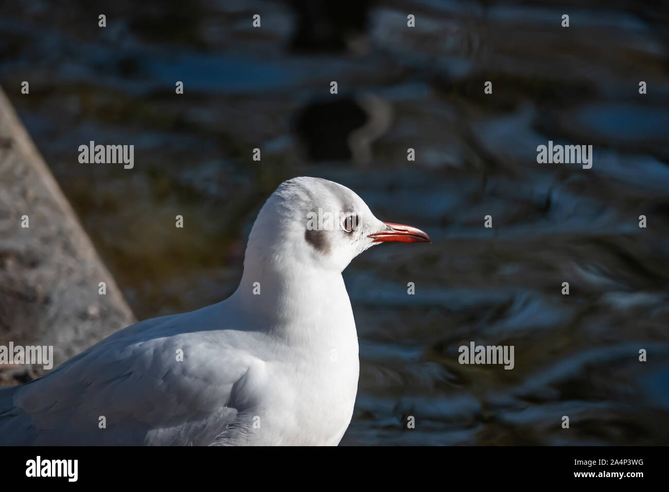 Schwarze Möwe im Winter vorangegangen Stockfoto