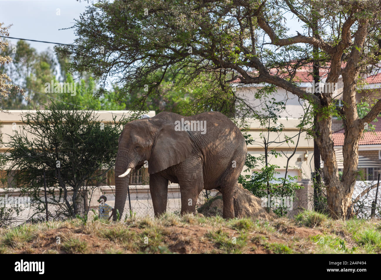 Botswana den wachsenden Elefantenpopulation schafft Konflikte mit Menschen, Bewohner in den Dörfern zustimmen, das Verbot aufzuheben, Stockfoto
