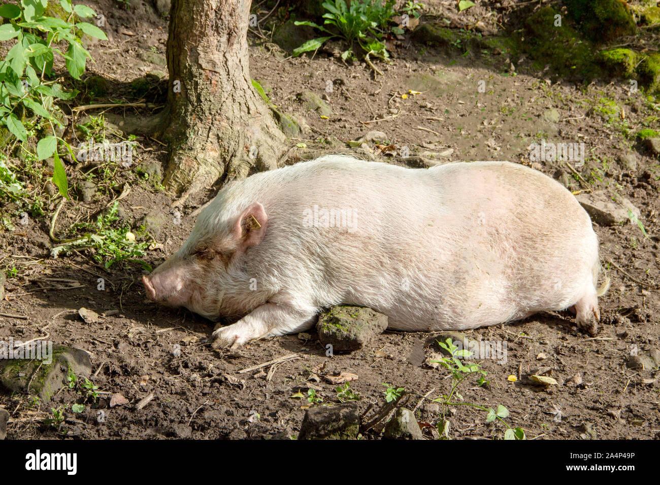 Anzeigen eines schlafenden Göttinger miniatur Schwein, auch als kurze Hausschwein bekannt Stockfoto