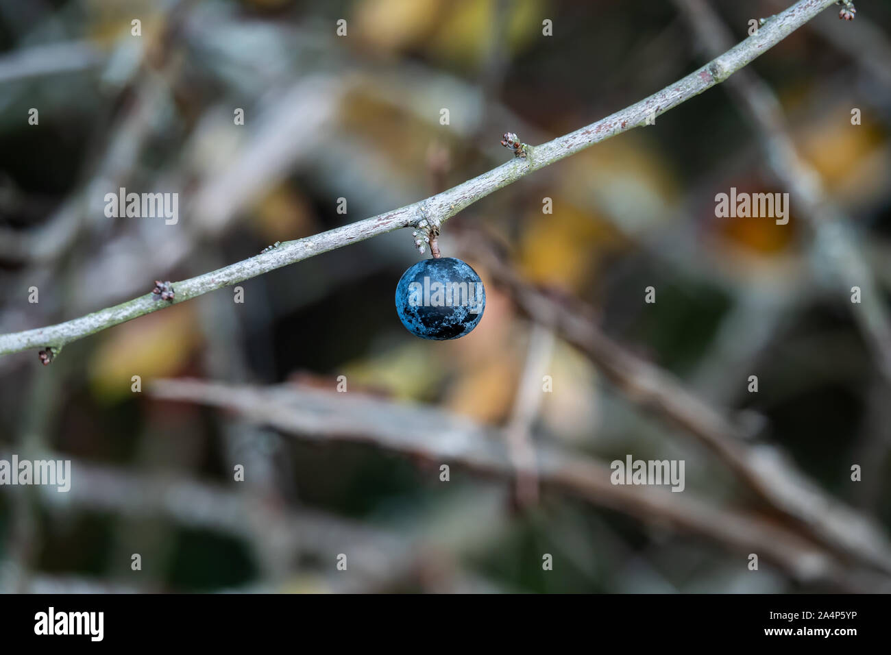 Blackthorn Früchte im Herbst Stockfoto